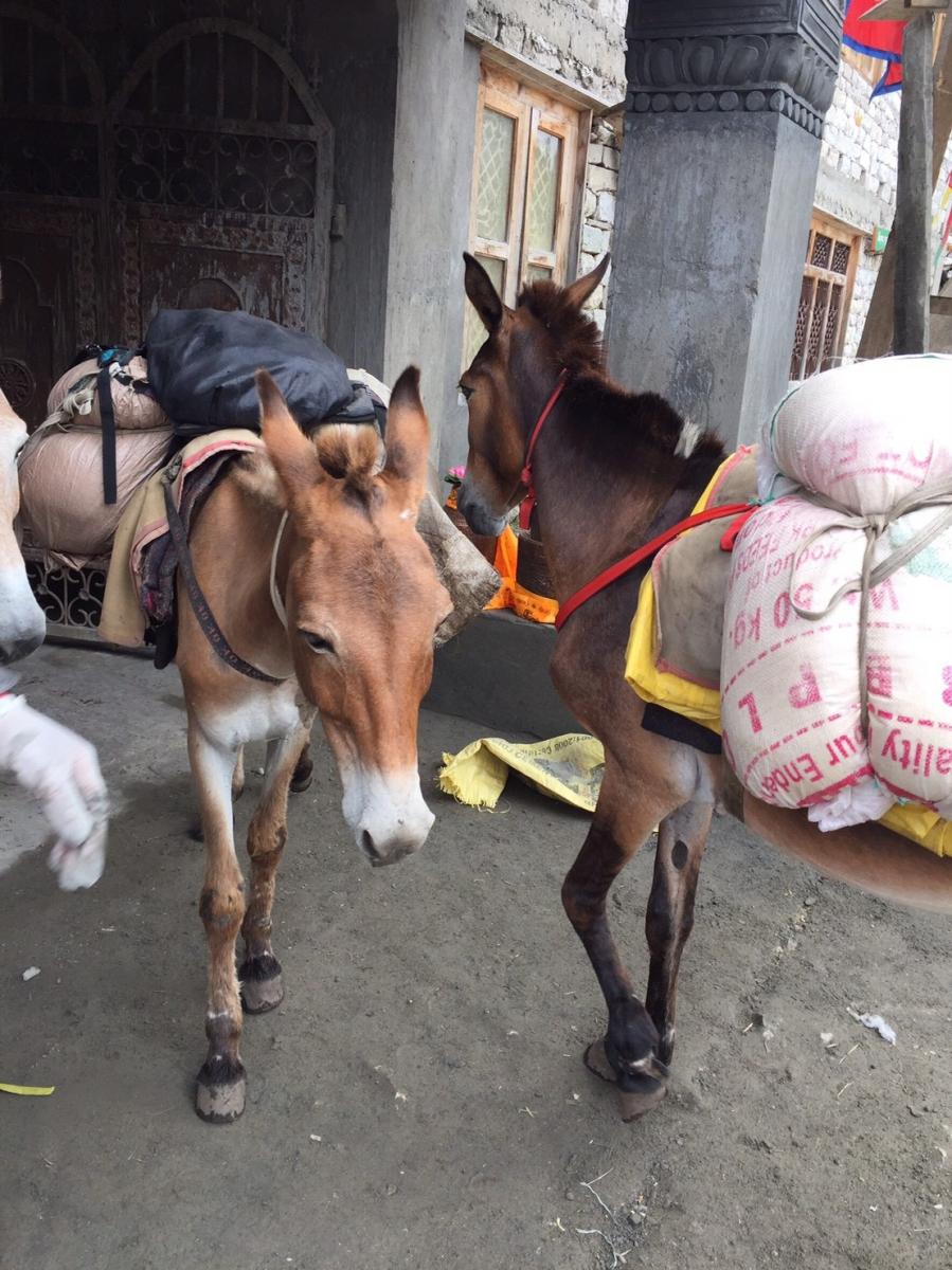 艱困的環境與辛勤駱子 Transportation is extremely severe in mountain regions. Mules play important roles.